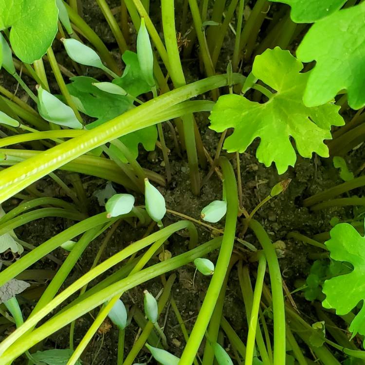 plant image 1667834 plant image 1667834