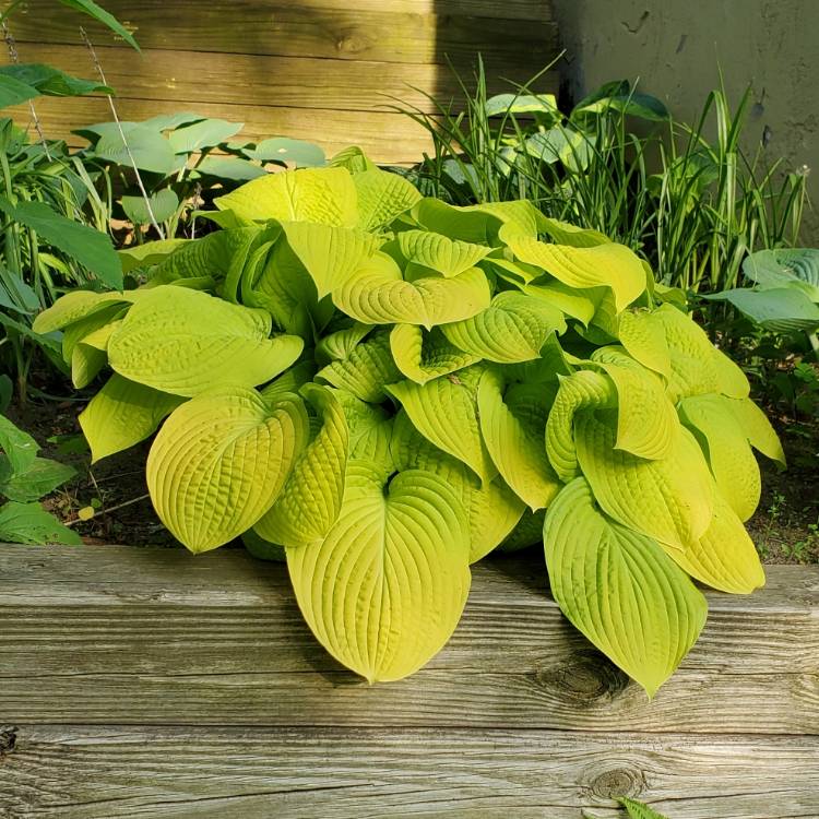plant image 1668009 plant image 1668009