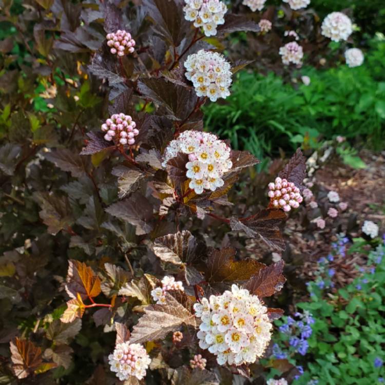 plant image 1669010 plant image 1669010
