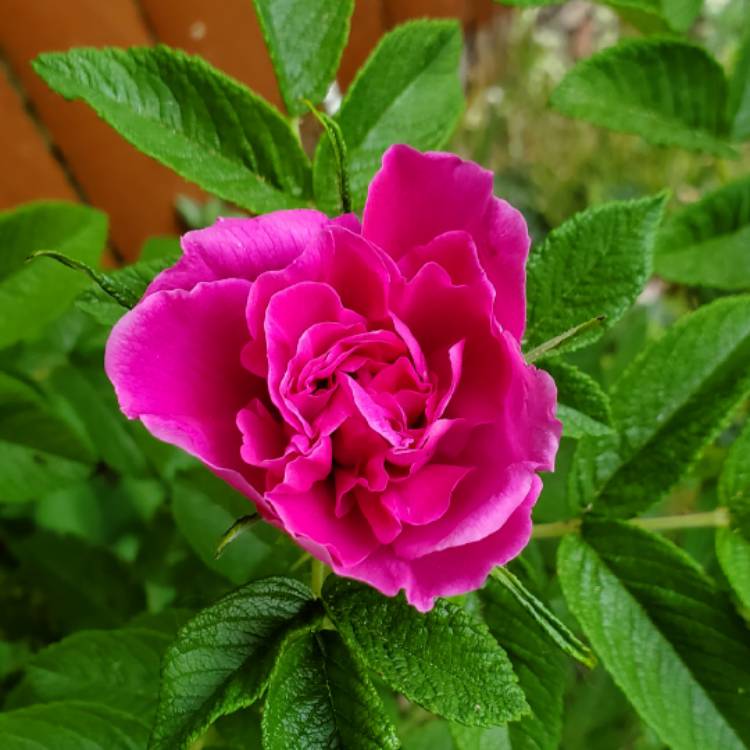 plant image 1669299 plant image 1669299