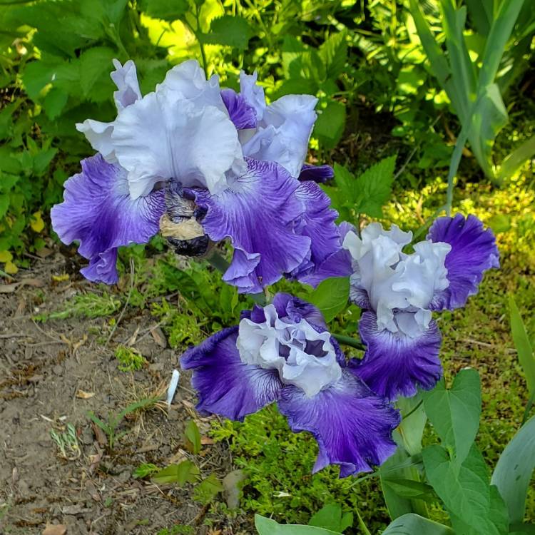 plant image 1669335 plant image 1669335