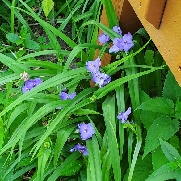 plant image 1669984 plant image 1669984