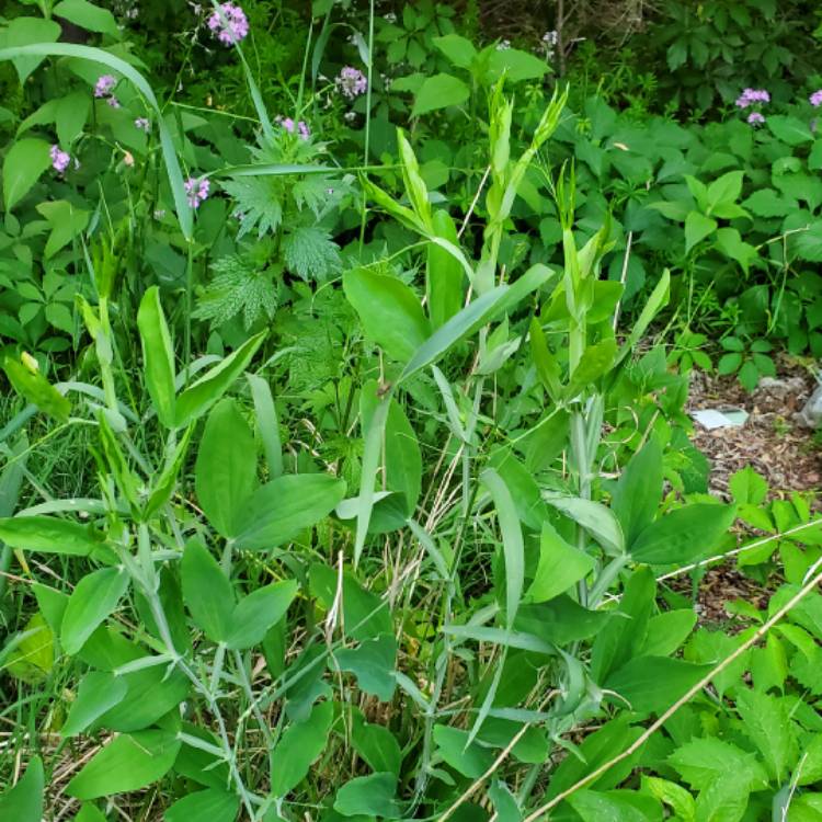 plant image 1670216 plant image 1670216