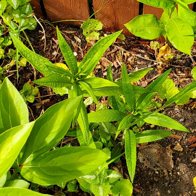 plant image 1671166 plant image 1671166