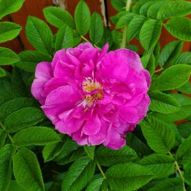 Rosa rugosa 'Hansa'