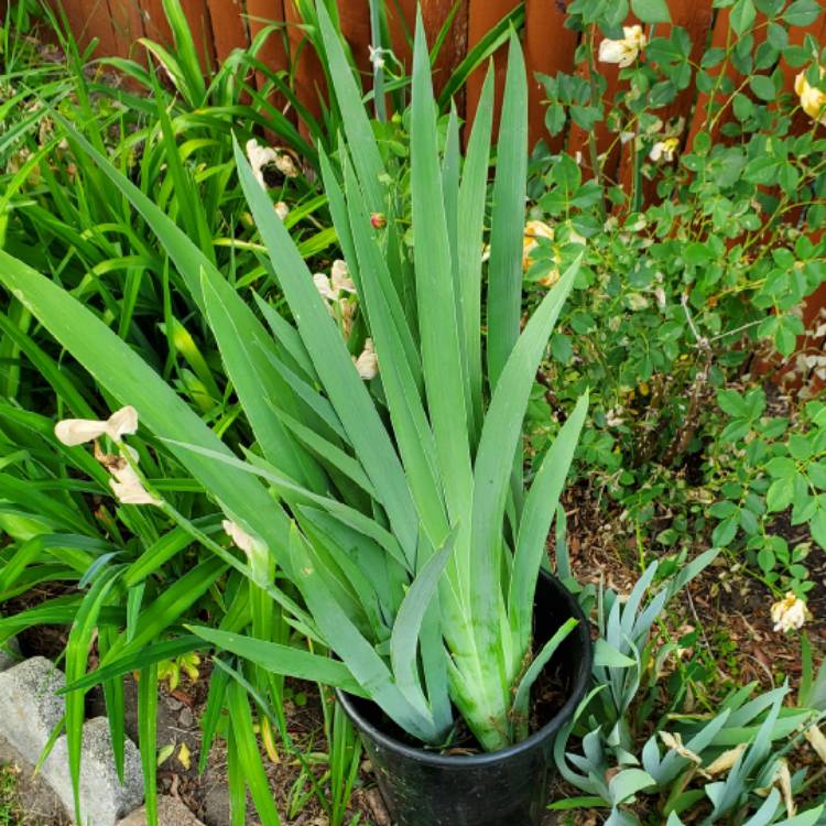 plant image 1671504 plant image 1671504