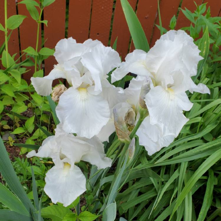 plant image 1671639 plant image 1671639