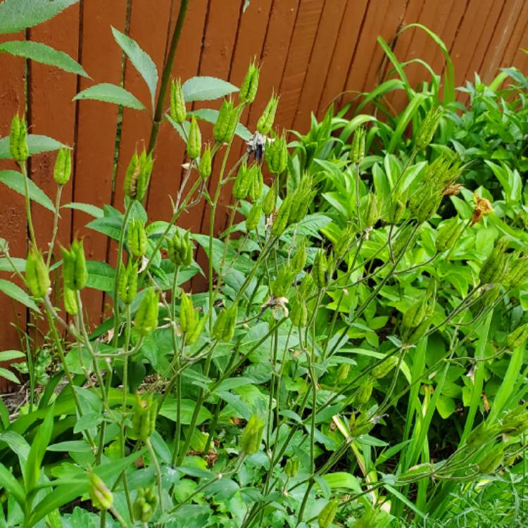plant image 1672273 plant image 1672273