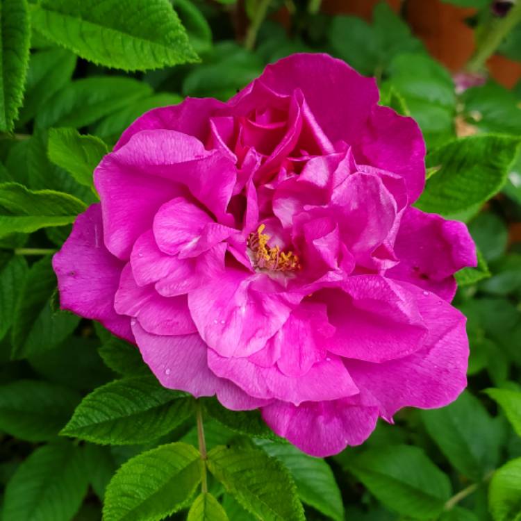 plant image 1672297 plant image 1672297