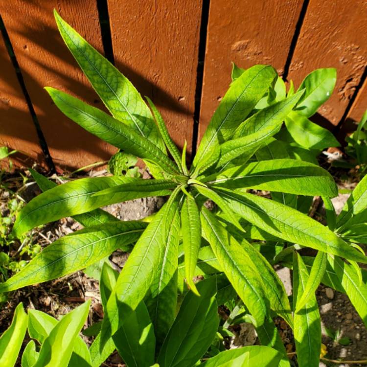 plant image 1672696 plant image 1672696