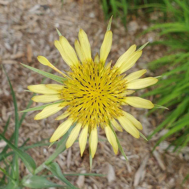 plant image 1672697 plant image 1672697