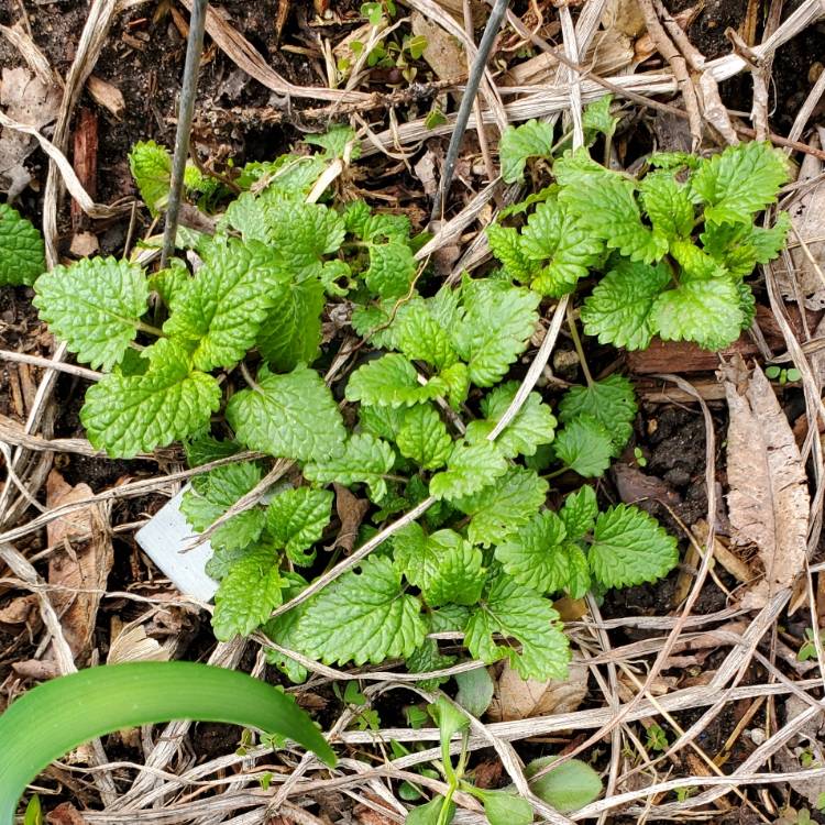 Plant image Melissa officinalis