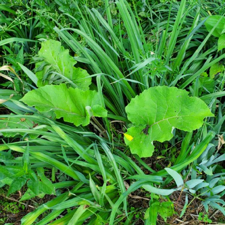 plant image 1673317 plant image 1673317