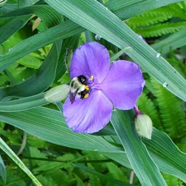 Tradescantia occidentalis