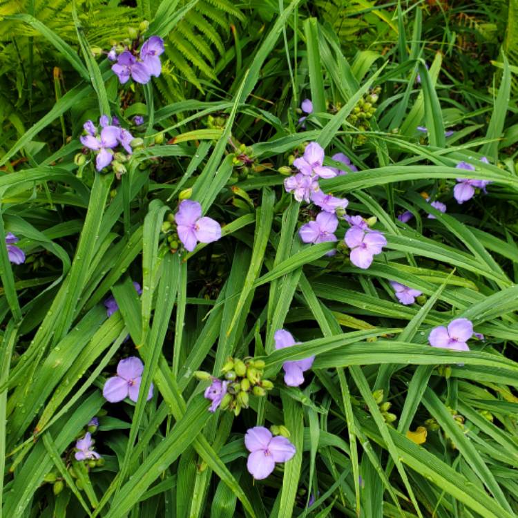 plant image 1674824