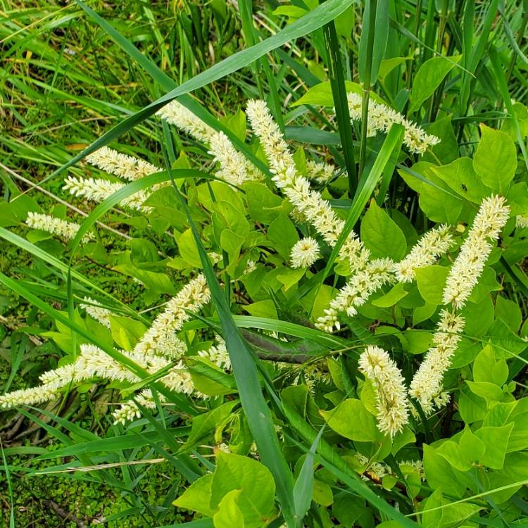 plant image 1674833 plant image 1674833