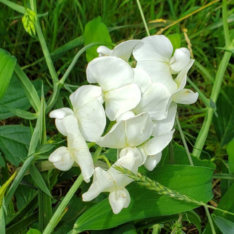 plant image 1674976 plant image 1674976