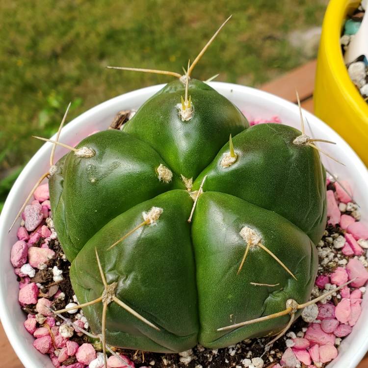 plant image 1675268
