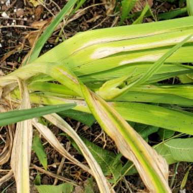 Hemerocallis