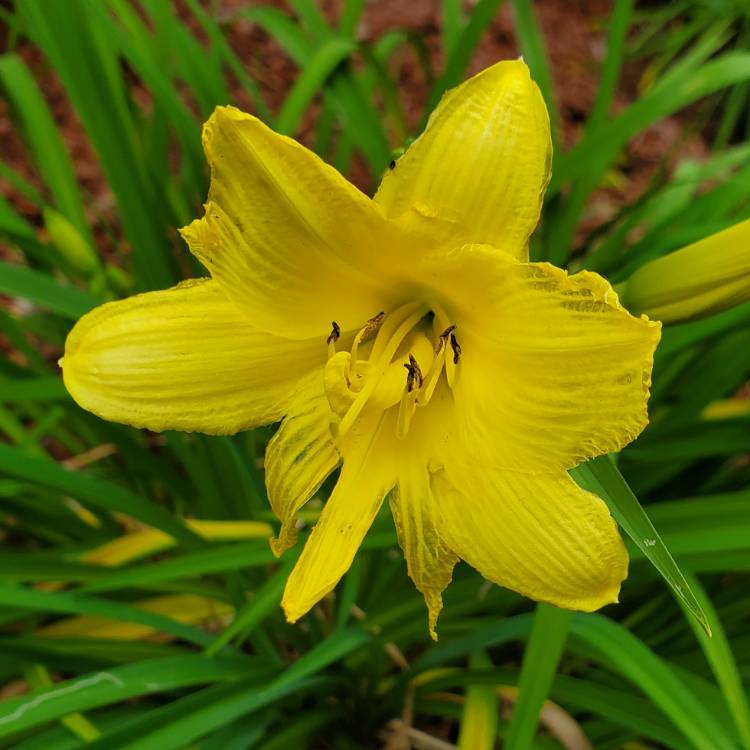 plant image 1675751 plant image 1675751