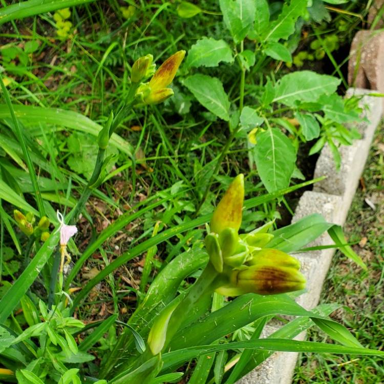plant image 1675754 plant image 1675754