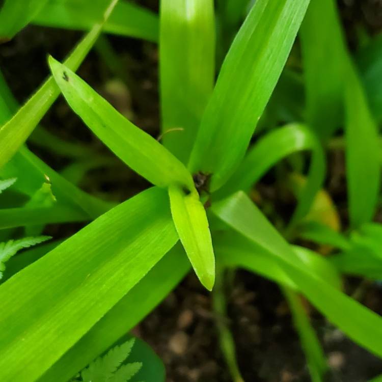plant image 1676102 plant image 1676102