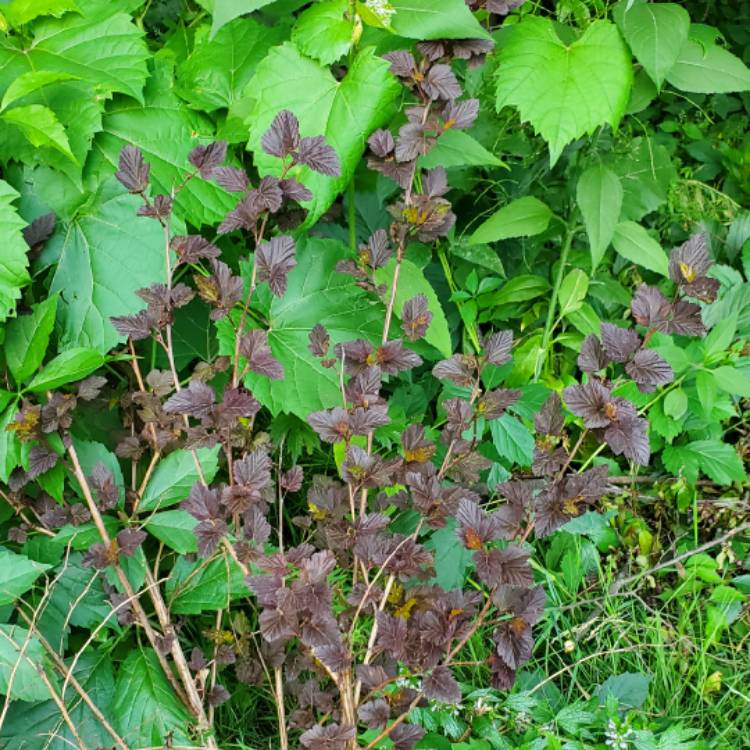 plant image 1676105 plant image 1676105