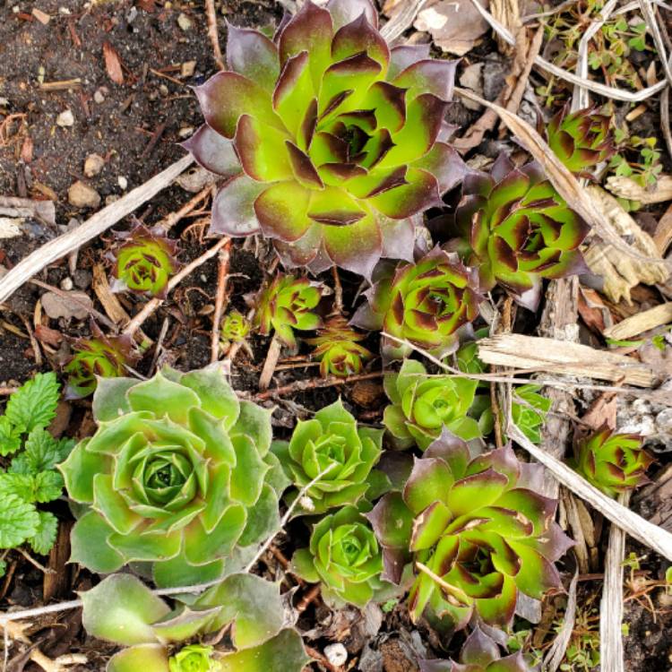 plant image 1676107 plant image 1676107