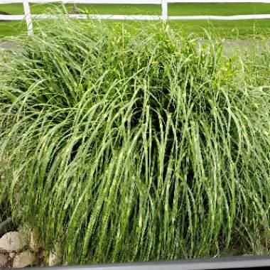 Miscanthus sinensis 'Strictus'