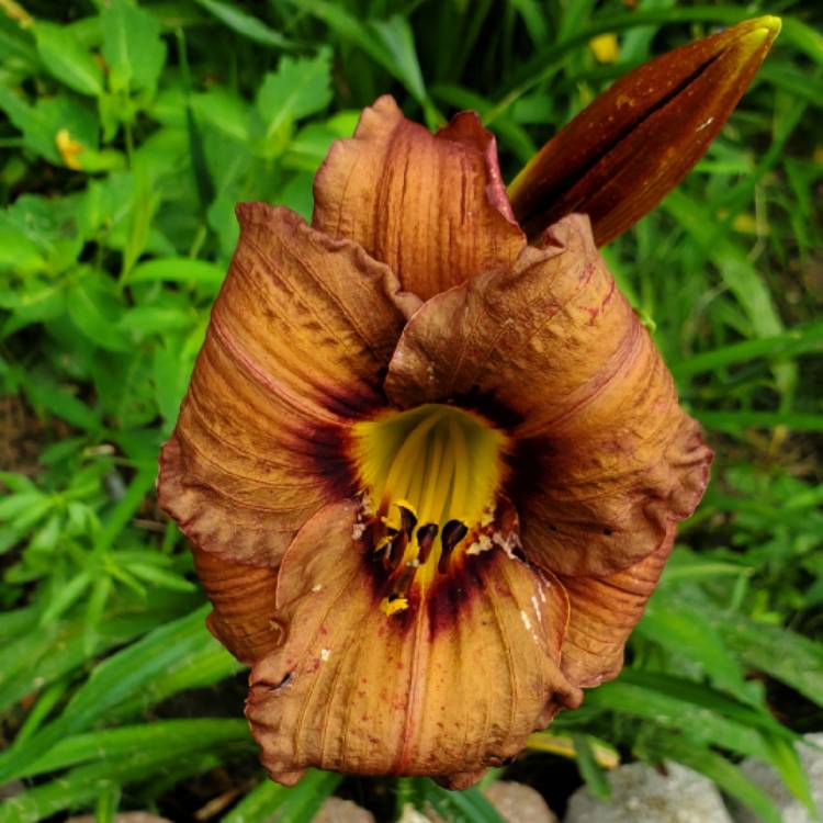 plant image 1676987 plant image 1676987