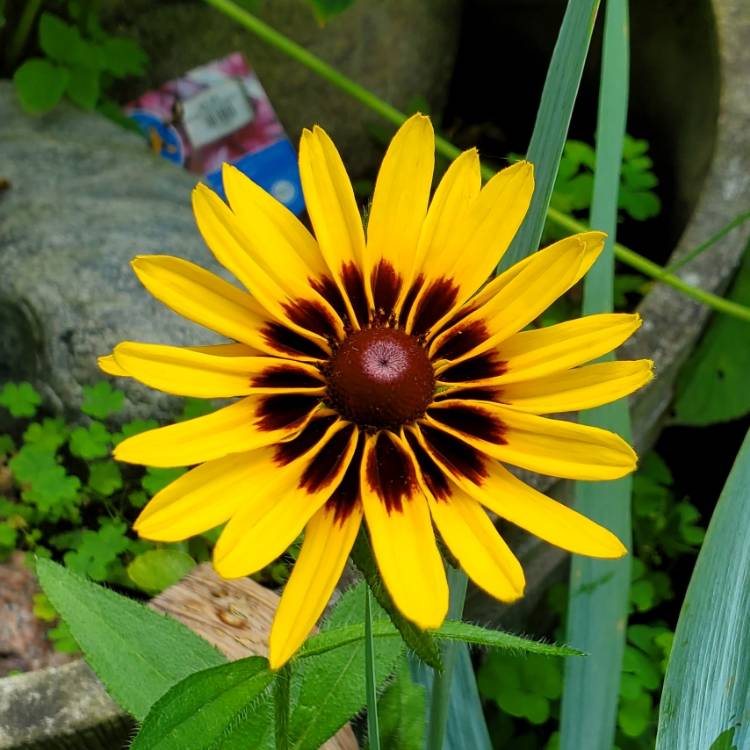 plant image 1677009 plant image 1677009