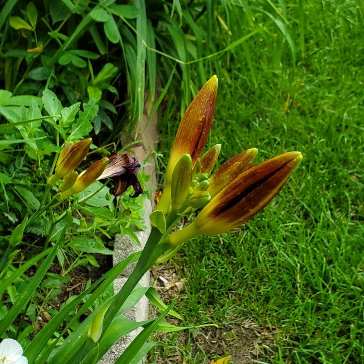 plant image 1677187 plant image 1677187