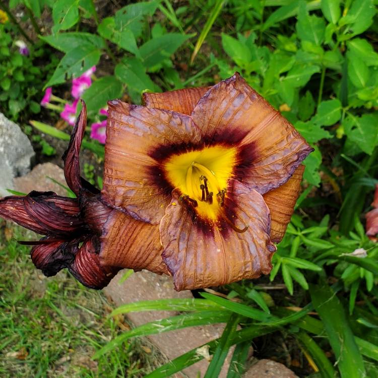 plant image 1677244 plant image 1677244