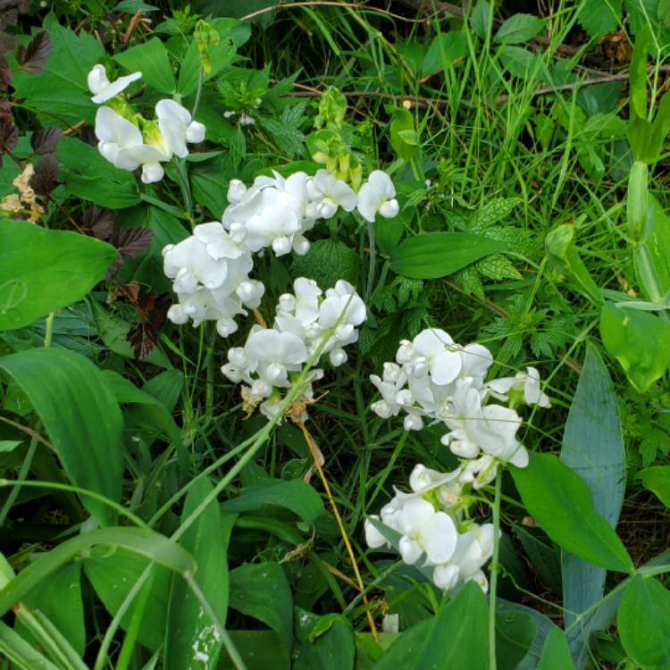 plant image 1677256 plant image 1677256