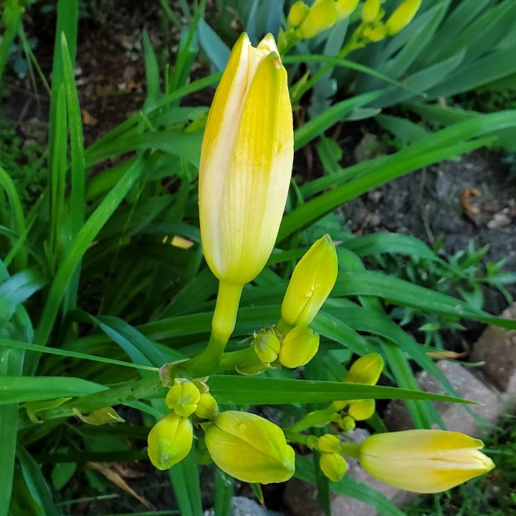 Plant image Hemerocallis 'Royal Frosting'