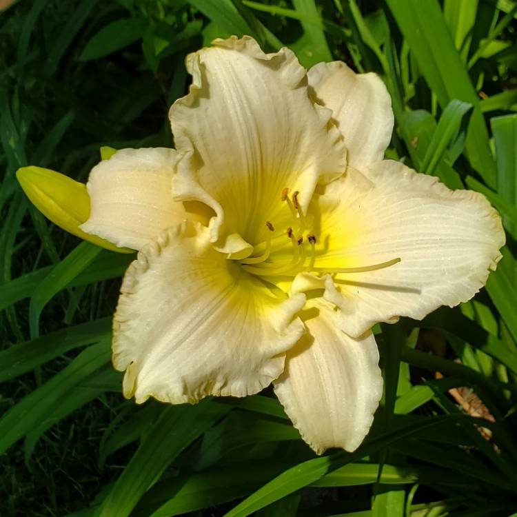 plant image 1677687 plant image 1677687