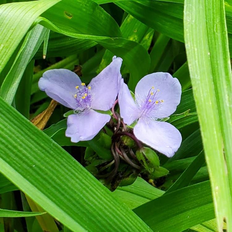 plant image 1678137 plant image 1678137