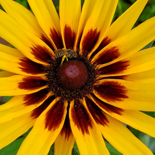 plant image 1678138 plant image 1678138