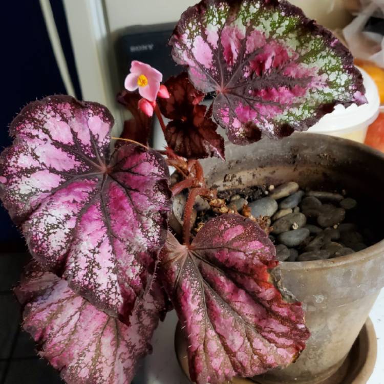 plant image 1678229 plant image 1678229