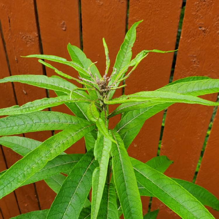 plant image 1678556 plant image 1678556