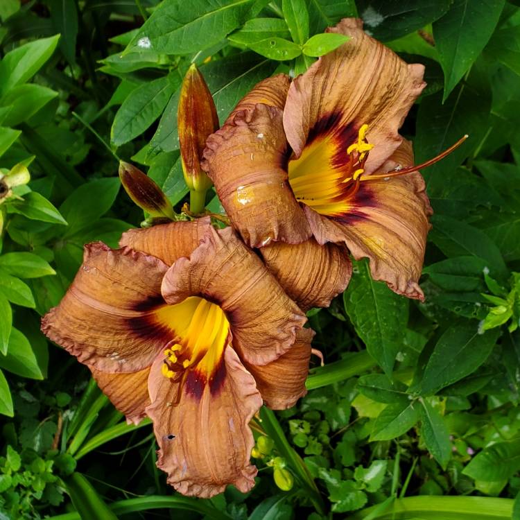 plant image 1678606 plant image 1678606
