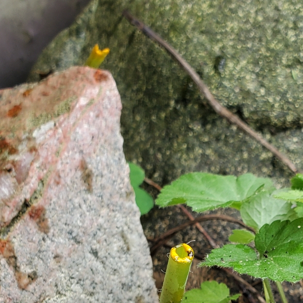 plant image 1678751 plant image 1678751