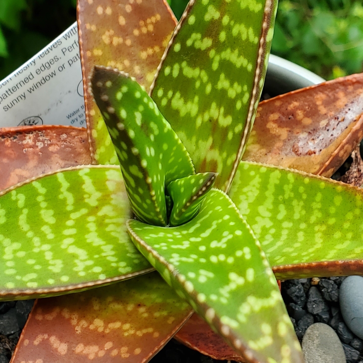 plant image 1678756 plant image 1678756