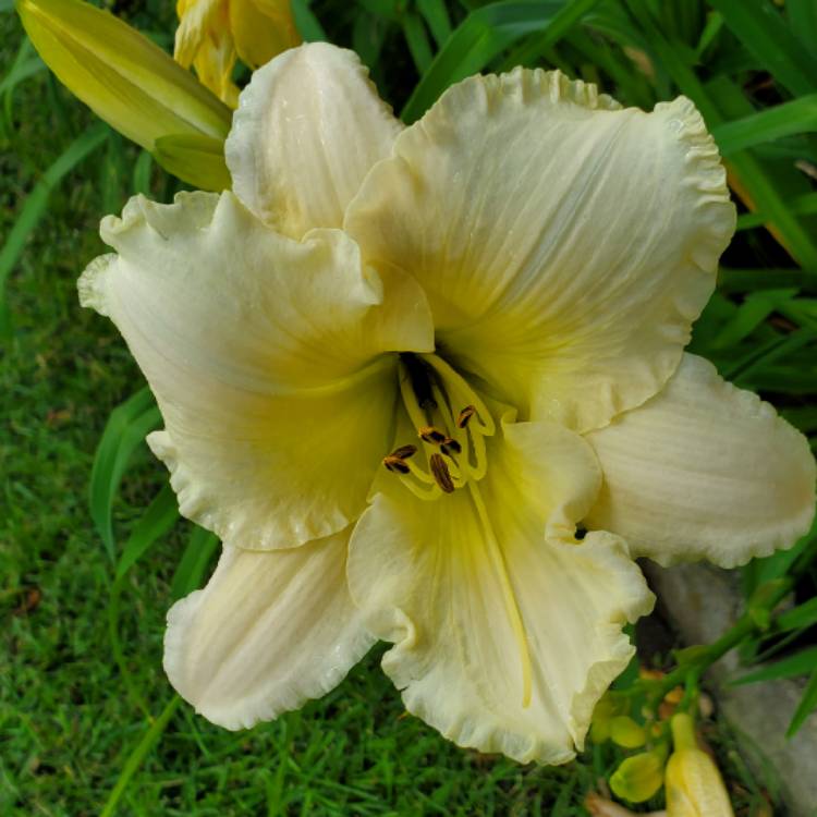 plant image 1678935 plant image 1678935