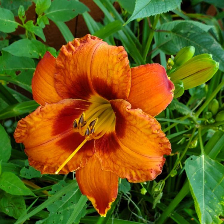 plant image 1679329 plant image 1679329