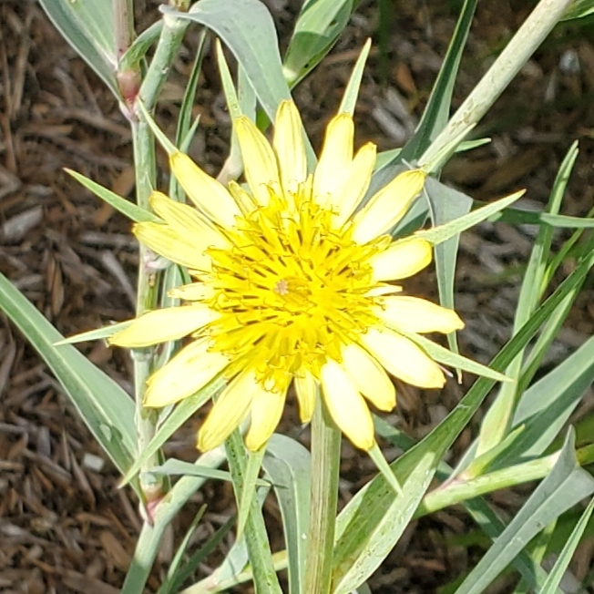plant image 1679895 plant image 1679895