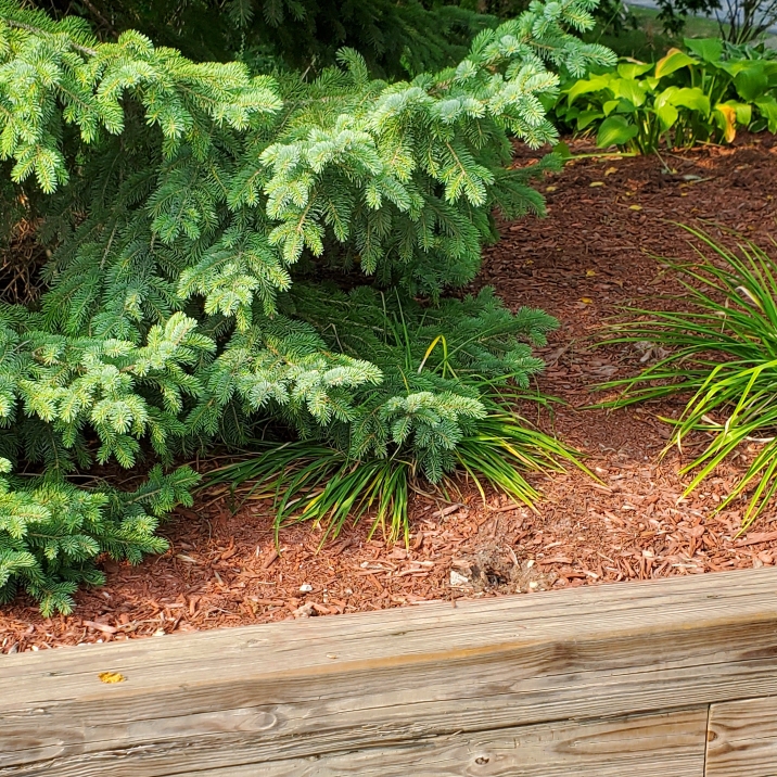 plant image 1680197