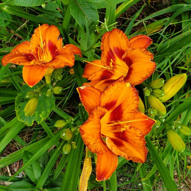 plant image 1680419 plant image 1680419
