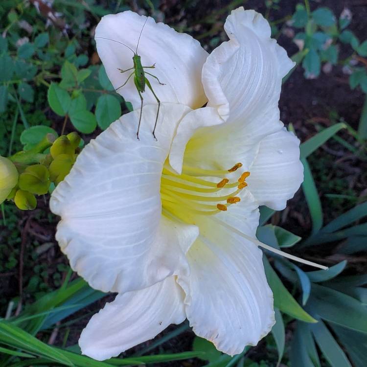 plant image 1680420