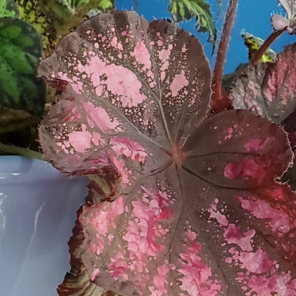 plant image 1680508 plant image 1680508